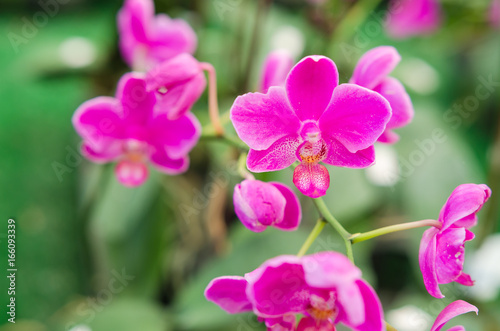 The beauty of orchids © tewpai