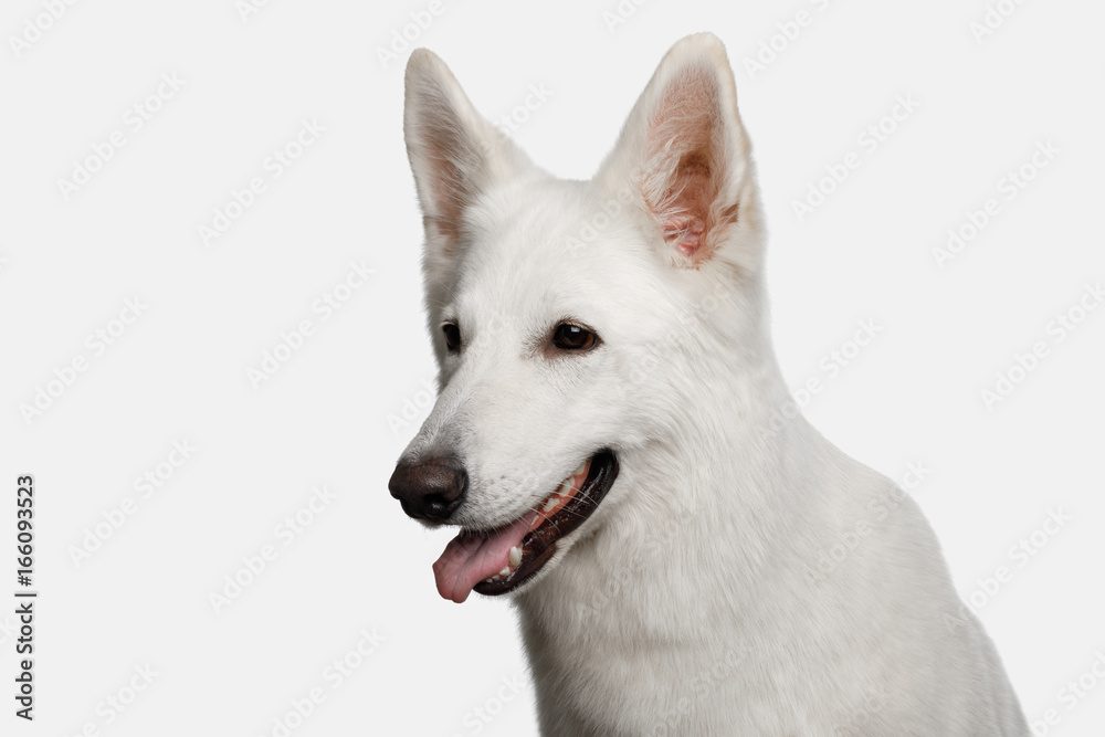 Portrait of Swiss Shepherd Dog Smiling on White background, profile view