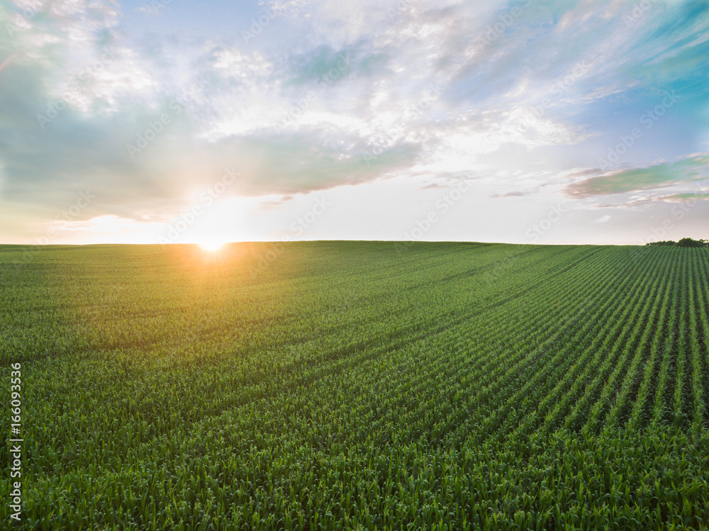 aerial view of a beautiful sunset over green corn fields - agricultural fields
aerial view of a beautiful sunset over green corn fields - agricultural fields