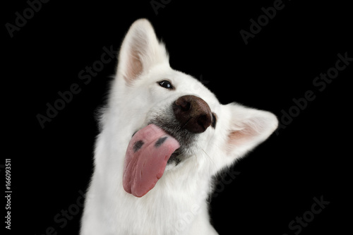 Fototapeta Naklejka Na Ścianę i Meble -  Portrait of Funny White Swiss Shepherd Dog Licking Tongue screen on Isolated Black Background