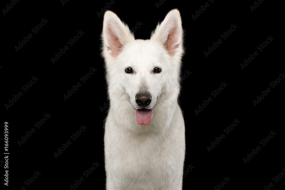 Portrait of White Swiss Shepherd Dog Looks Happy on Isolated Black Background, front view Portrait of White Swiss Shepherd Dog Looks Happy on Isolated Black Background, front view