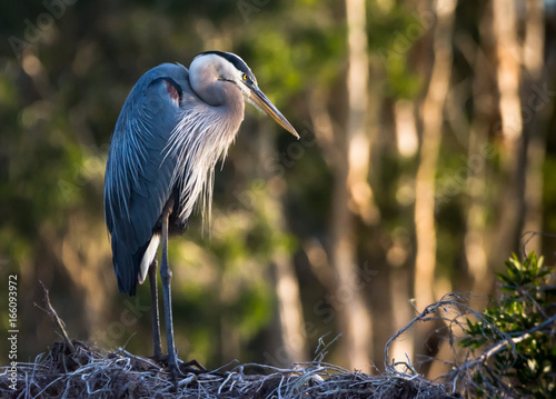 Great Blue Heron