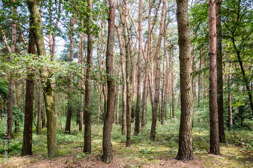 Kiefernwald, Hintergrund, Natur