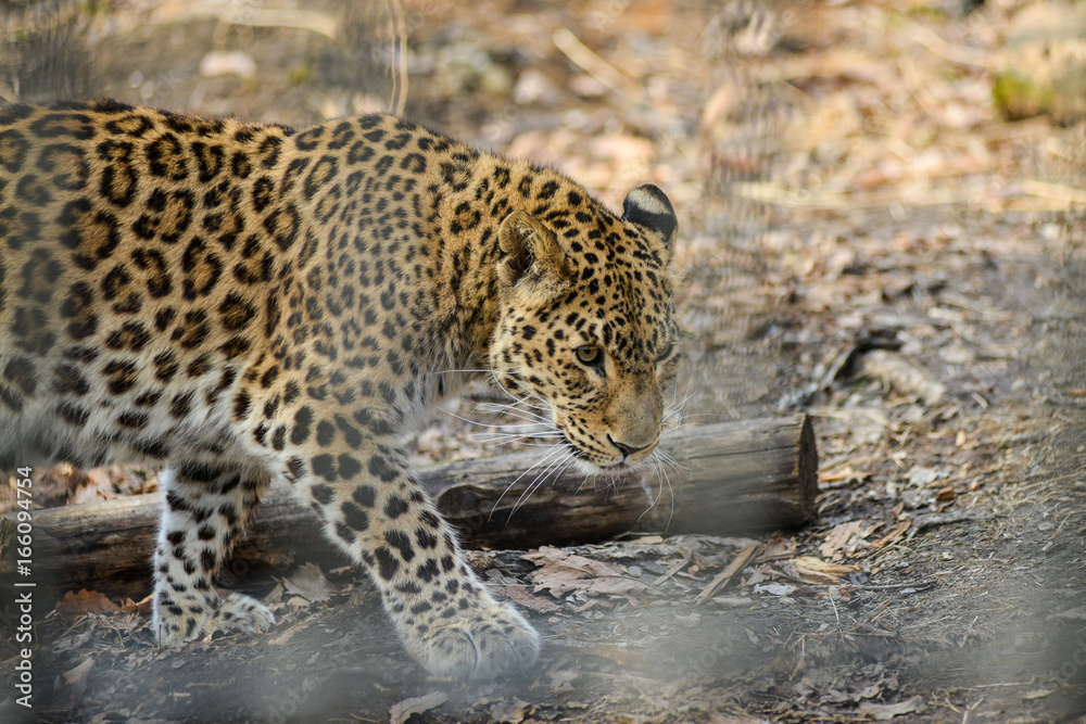 Fototapeta premium Far-Eastern leopard strong fast wild animal