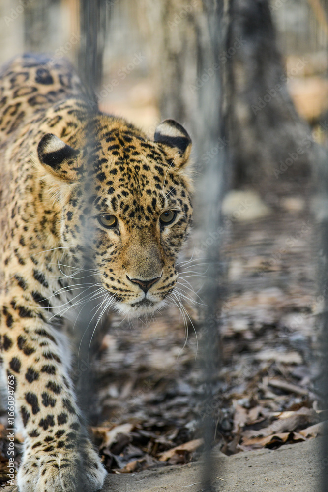 Far-Eastern leopard strong fast wild animal Far-Eastern leopard strong fast wild animal