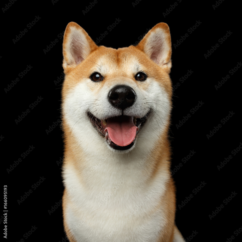 Portrait of Smiling Shiba inu Dog, Looks Happy, Isolated Black Background, Front view