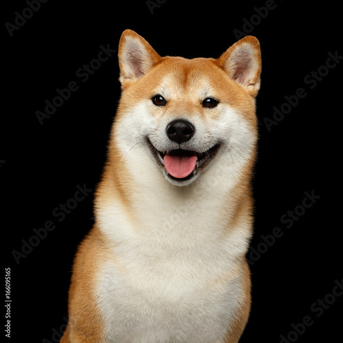 Fototapeta Naklejka Na Ścianę i Meble -  Portrait of Smiling Shiba inu Dog, Looks Happy, Isolated Black Background, Front view