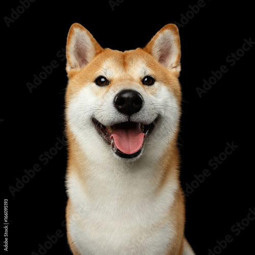 Portrait of Smiling Shiba inu Dog, Looks Happy, Isolated Black Background, Front view © seregraff