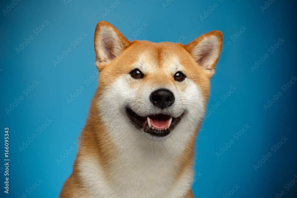 Portrait of Smiling Shiba inu Dog on Blue Background, Front view