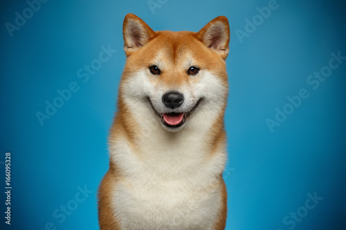 Portrait of Smiling Shiba inu Dog on Blue Background, Front view © seregraff