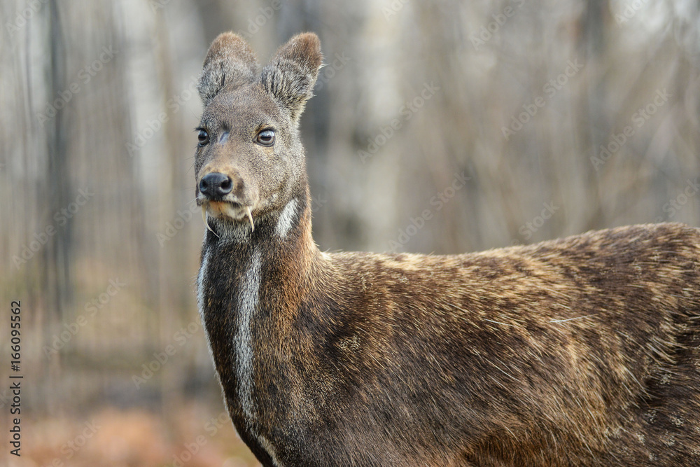 Siberian musk deer hoofed animal rare pair