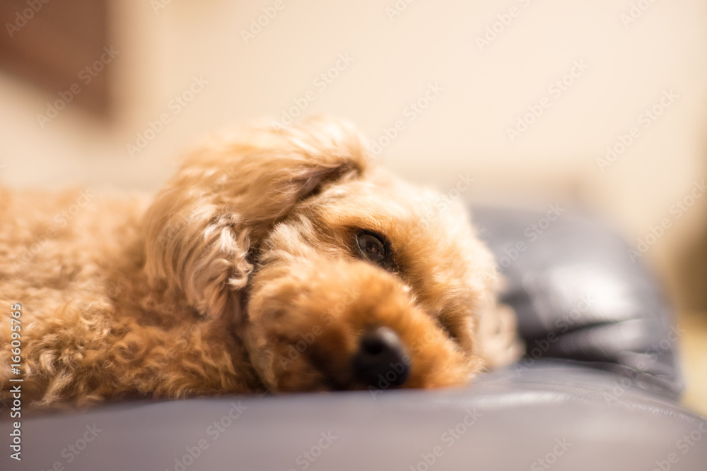 my cute dog my cute dog