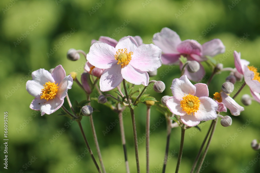 Pink flowers of Japanese anemone (Anemone hybrida) on flowerbed