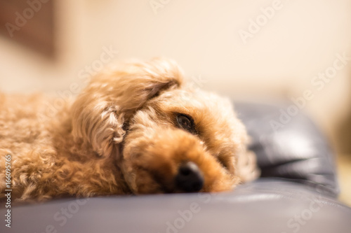 my cute dog