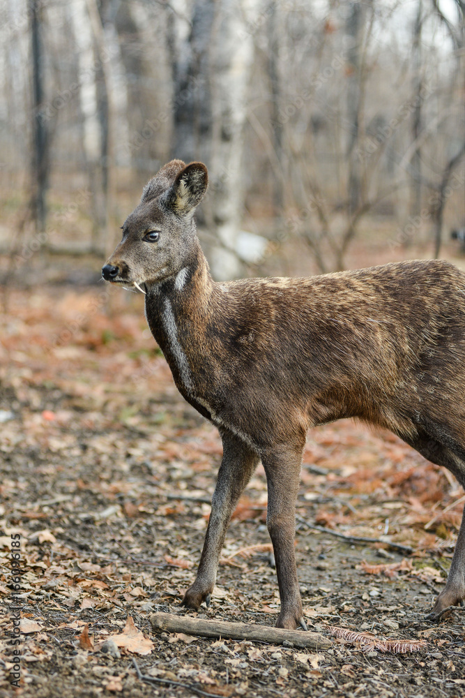 Siberian musk deer hoofed animal rare pair Siberian musk deer hoofed animal rare pair