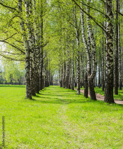 Spring. Birch trees in park