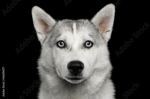 Sad Portrait of Husky Puppy Isolated on Black Background, front view