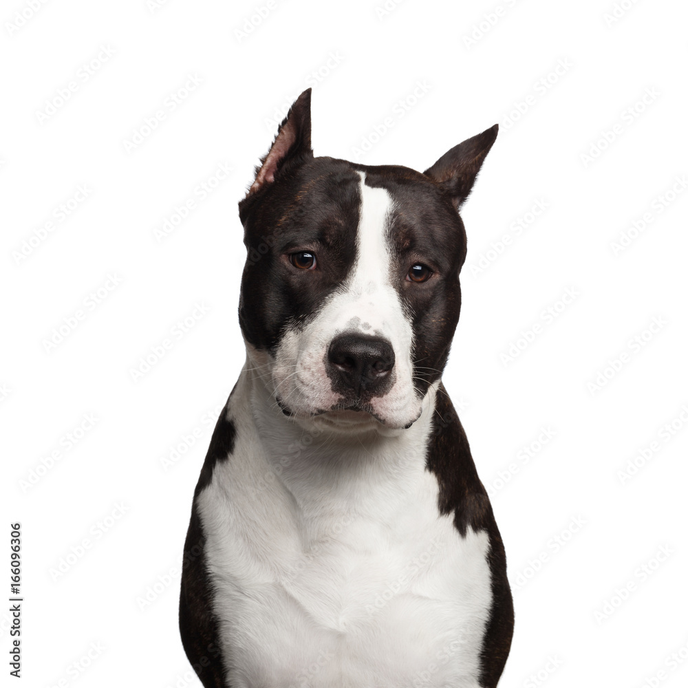 Portrait of Brown American Staffordshire Terrier Dog Looking in Camera Curiously Isolated on White Background