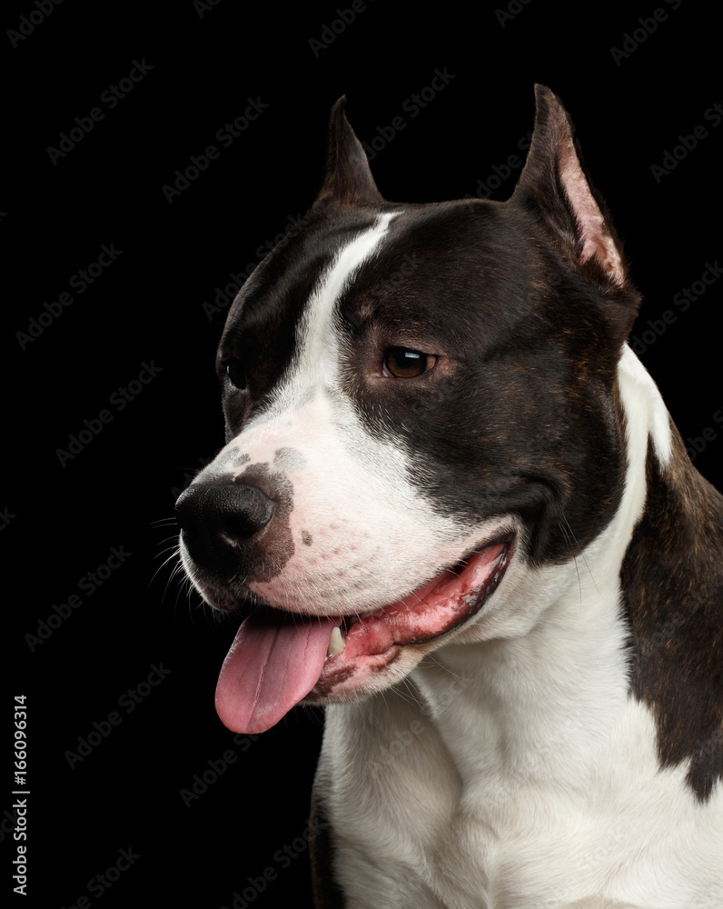 Portrait of Brown American Staffordshire Terrier Dog Looking down Isolated on Black Background Portrait of Brown American Staffordshire Terrier Dog Looking down Isolated on Black Background