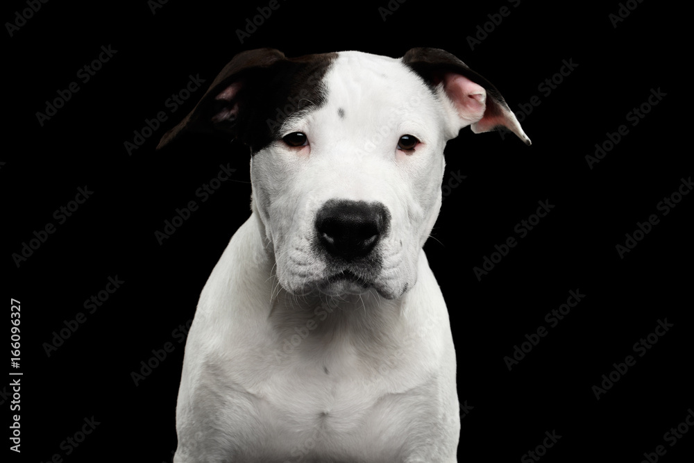 Portrait of White American Staffordshire Terrier Puppy Looking in Camera Isolated on Black Background, front view