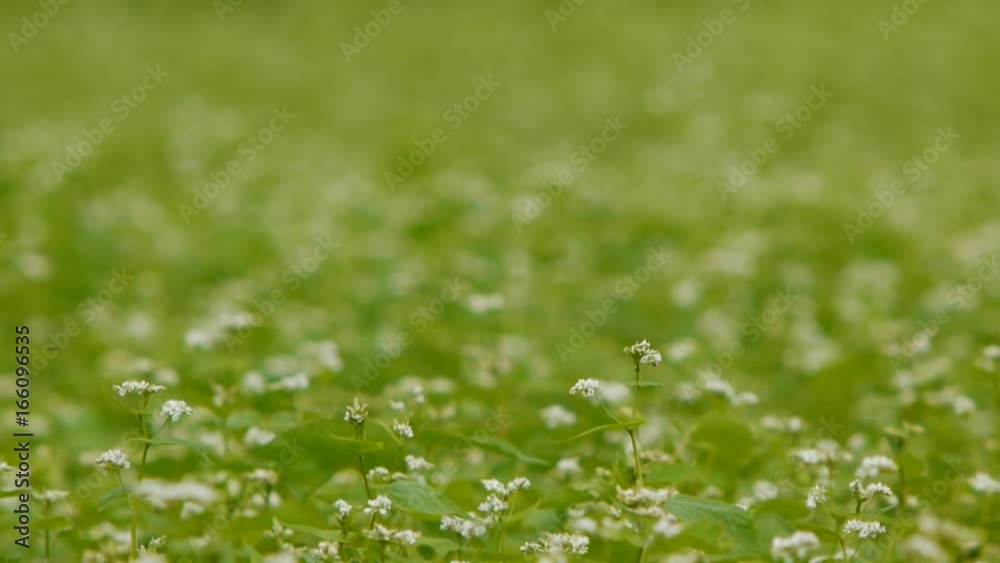 蕎麦畑 蕎麦畑