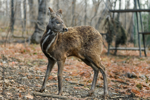 Siberian musk deer hoofed animal rare pair © suvorovalex