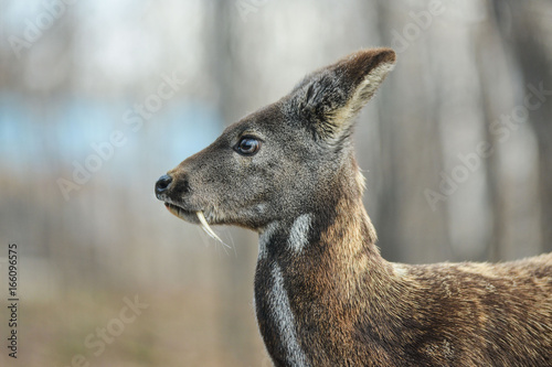 Siberian musk deer hoofed animal rare pair photo