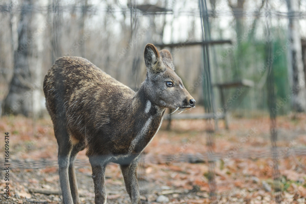Siberian musk deer hoofed animal rare pair Siberian musk deer hoofed animal rare pair