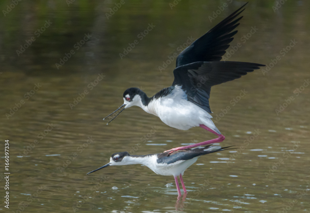 Obraz premium Black Necked Stilts