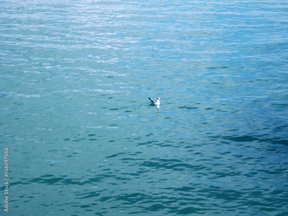 Fototapeta premium gaviota descansando en el agua del mar