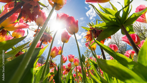 Fototapeta Naklejka Na Ścianę i Meble -  Tulpen mit Sonnenstrahlen