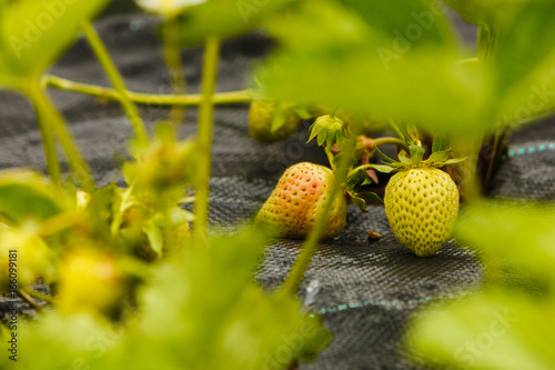 Closeup of green ripening strawberries with leafs