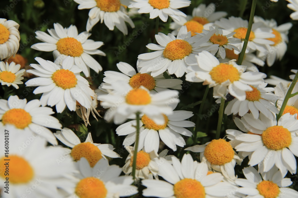 Fototapeta premium 白い花
