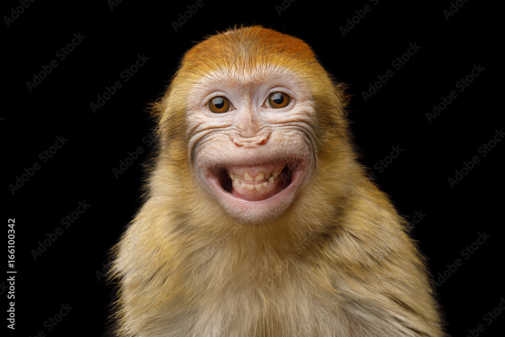 Fototapeta premium Zabawny portret uśmiechnięta małpa makak Barbary, pokazując zęby na białym na czarnym tle