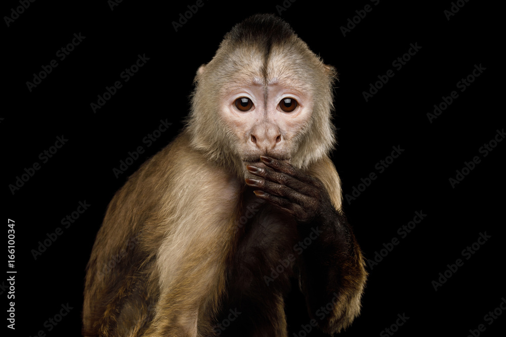 Fototapeta premium Close up Portrait of Funny Capuchin Monkey Hanging hand on mouth, Isolated on Black Background, Said The Wrong Thing