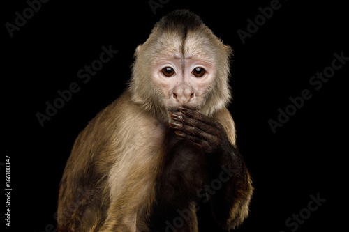 Close up Portrait of Funny Capuchin Monkey Hanging hand on mouth, Isolated on Black Background, Said The Wrong Thing