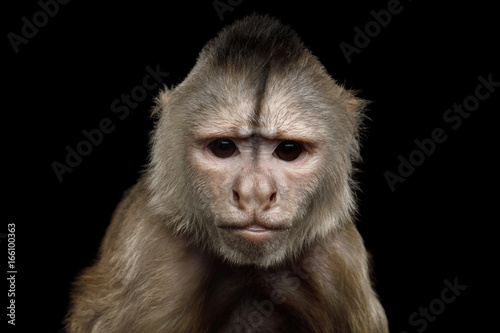 Close up Portrait of Angry Capuchin Monkey Isolated on Black Background