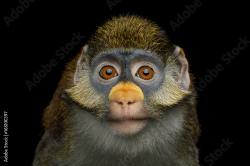 Portrait of Red tail monkey, or Schmidt's guenon Cercopithecus ascanius ape Isolated on Black Background photo