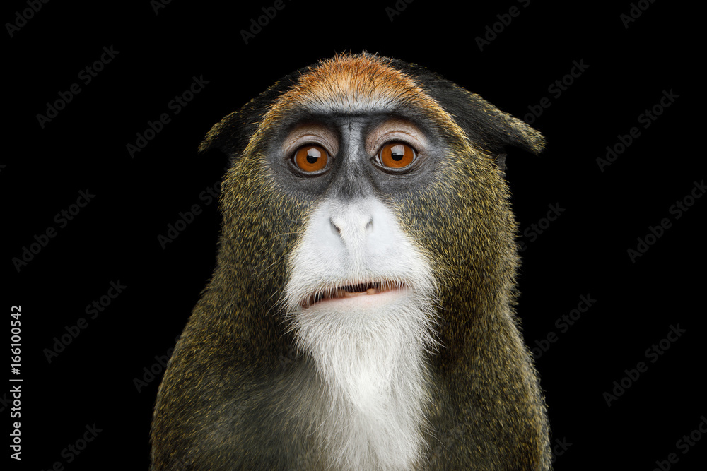 Naklejka premium Szczegół portret małpy śmieszne De Brazza na na białym tle czarnym tle