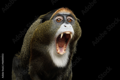 Close-up Portrait of Yawn De Brazza's Monkey on Isolated Black Background, show teeth photo