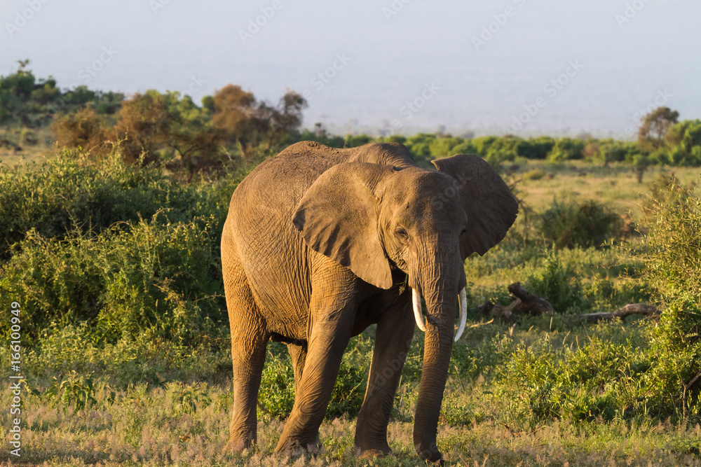 Fototapeta premium Huge elephant. Savanna. Amboseli national park. Kenya, Kilimanjaro mountain.