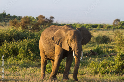 Huge elephant. Savanna. Amboseli national park. Kenya  Kilimanjaro mountain.