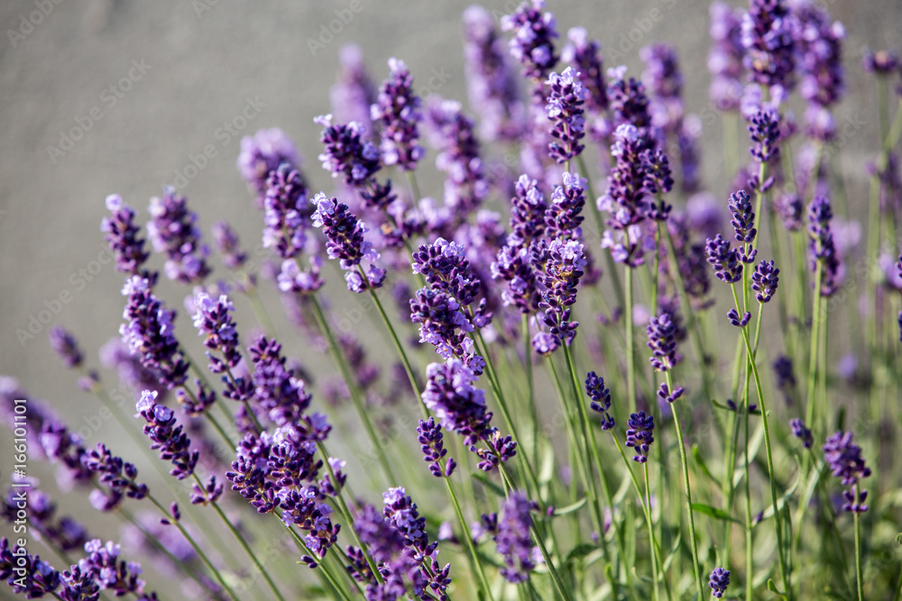 Fototapeta premium Garden with the flourishing lavender