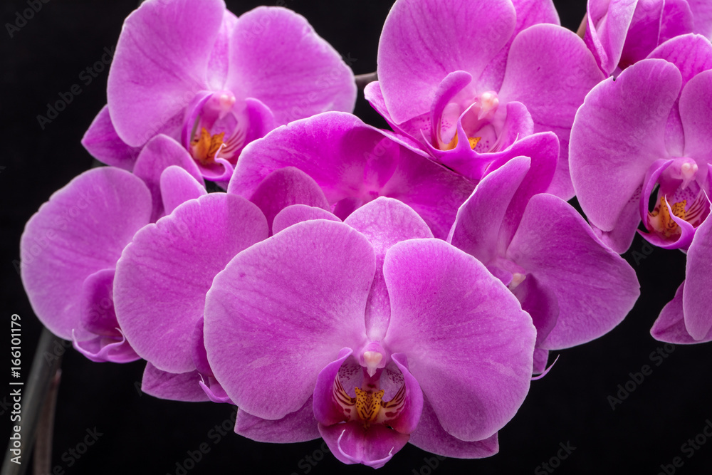 Fototapeta premium Różowy kwiat orchidei na białym tle na czarnym tle