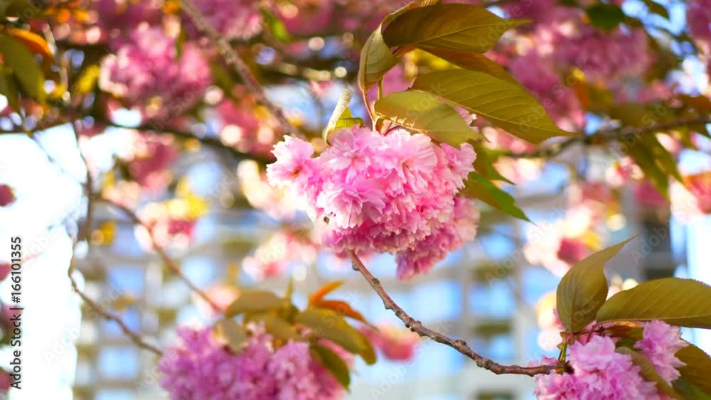 4K Blossoms on Cherry Tree Branch, Bright Pink Flowers 4K Blossoms on Cherry Tree Branch, Bright Pink Flowers