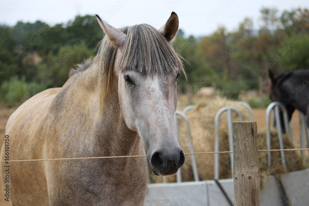 portrait de cheval dans uné écurie portrait de cheval dans uné écurie