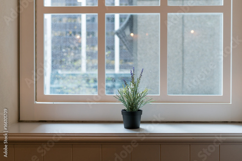 Lavender plant in terracotta pot on the window