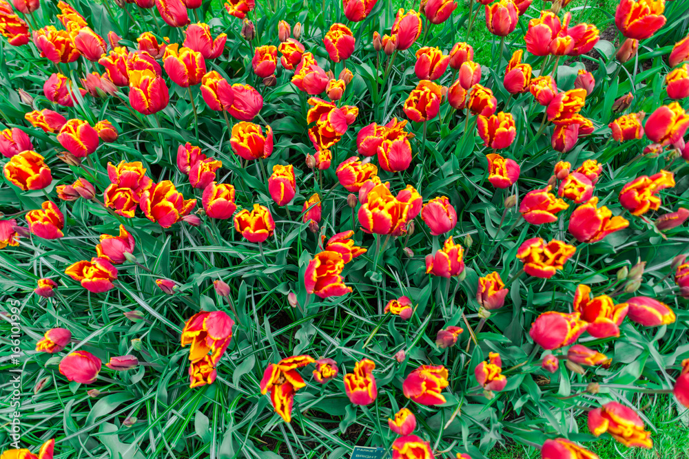 Beautiful tulips flowers field Beautiful tulips flowers field