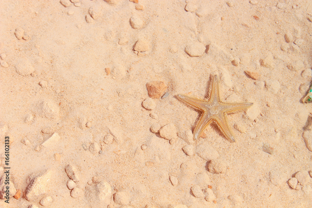 Starfish on the Beach / Starfish on the Beach with Sand in the background