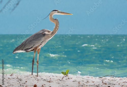 Great Blue Heron
